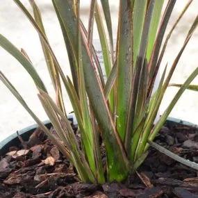 Sundowner Flax Lily Plants (Phormium Sundowner) 2
